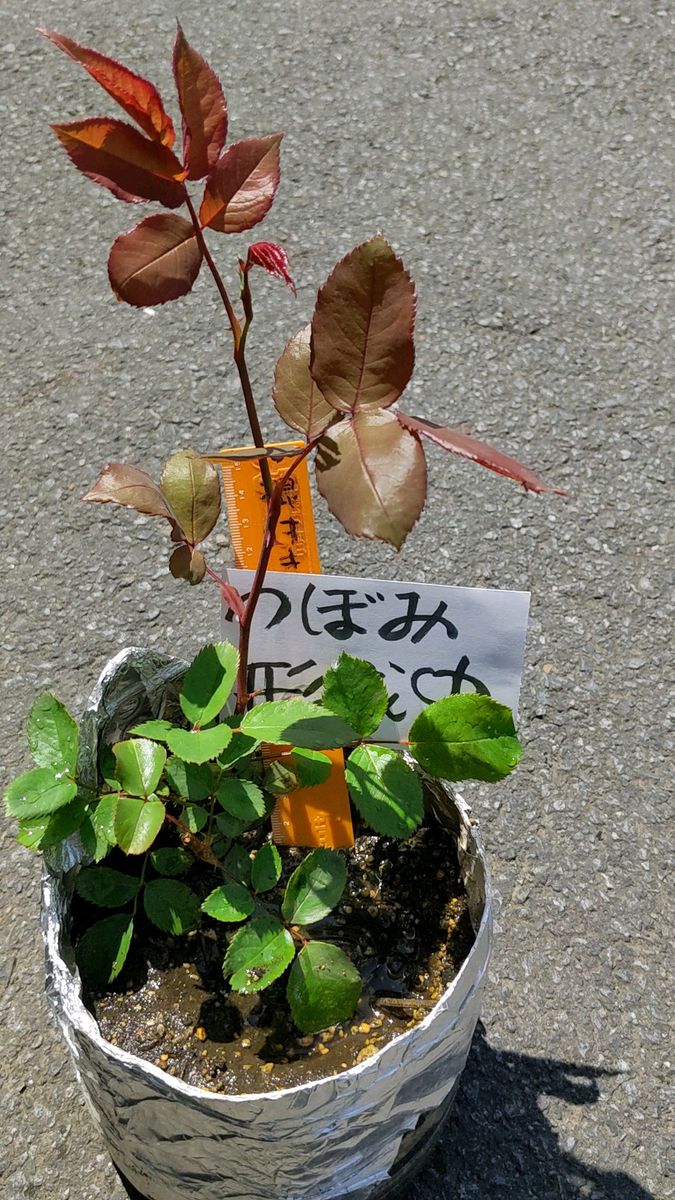 一株 四季バラピンク、春に沢山咲きます(そのほかの時期も咲きます)ポットから出しお送り、つぼみ形成中