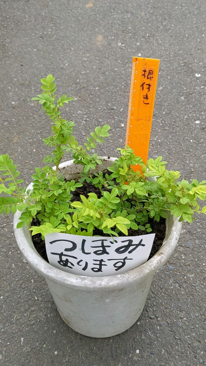 1株 十六夜バラ 1株 これから咲きます ポットから出しお送りします、蕾有り、画像等追加可能(再出品希望は質問欄で)
