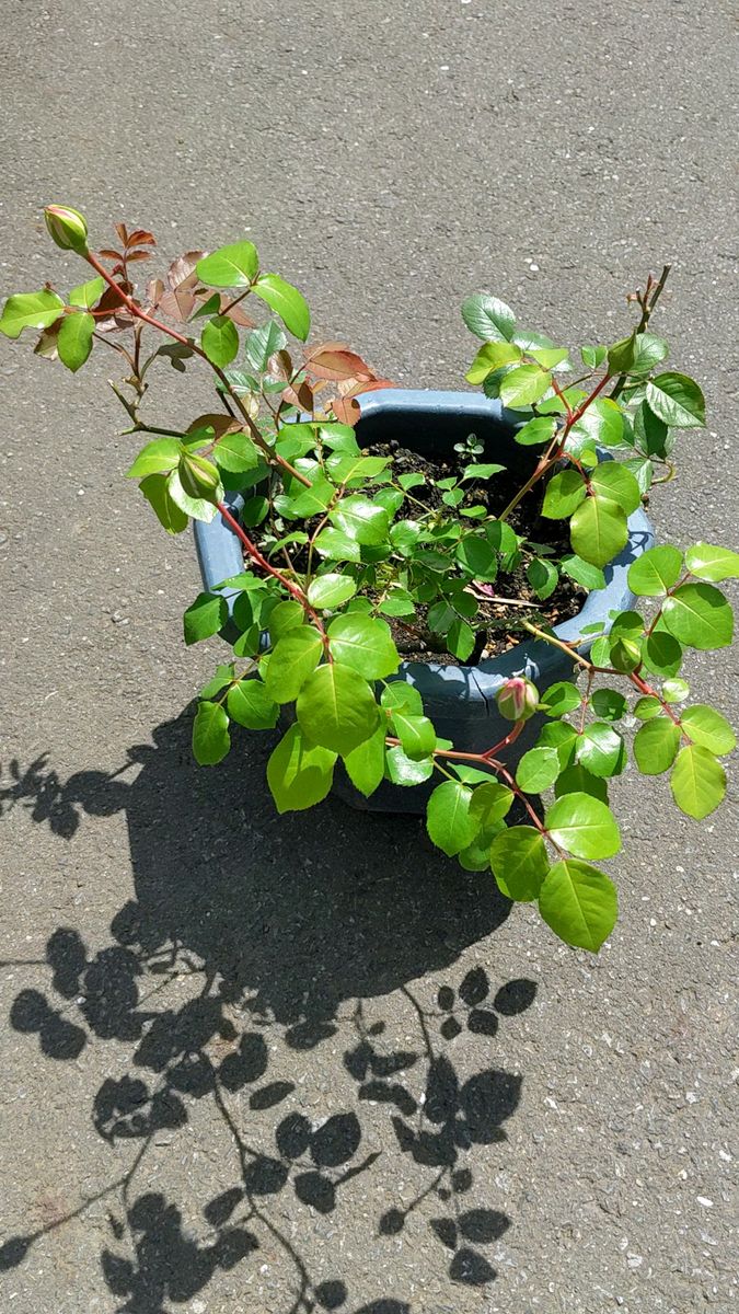一株つるバラ白 春に沢山咲きます そのほかの時期もたまに咲きます ポットから出しお送り、蕾あります