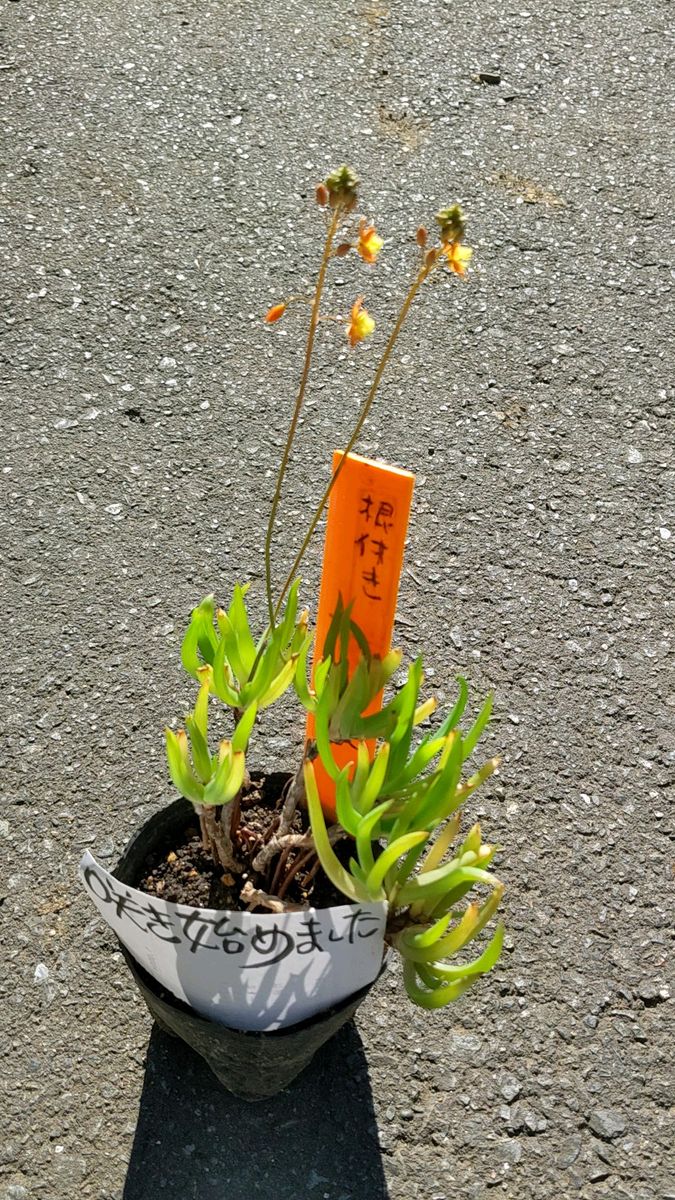 動画のセットお送り!花アロエ 春から秋まで咲きます ポットから出してお送り 可愛い花がスルスルと伸びて咲きます 出品し直します