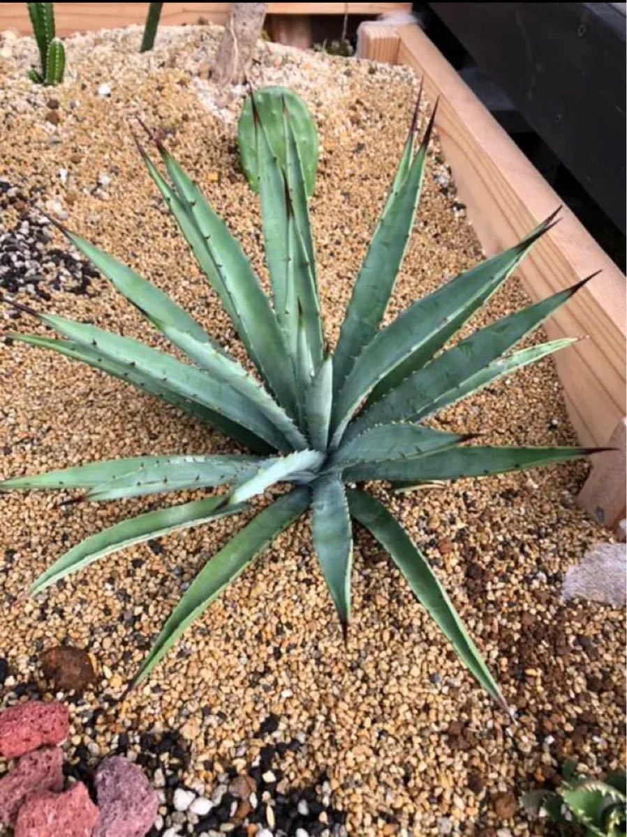 Agave マクロアカンサ 地植え苗 大株 早い者勝ち】|Yahoo Agave マクロアカンサ 地植え苗 大株 早い者勝ち】|Yahoo