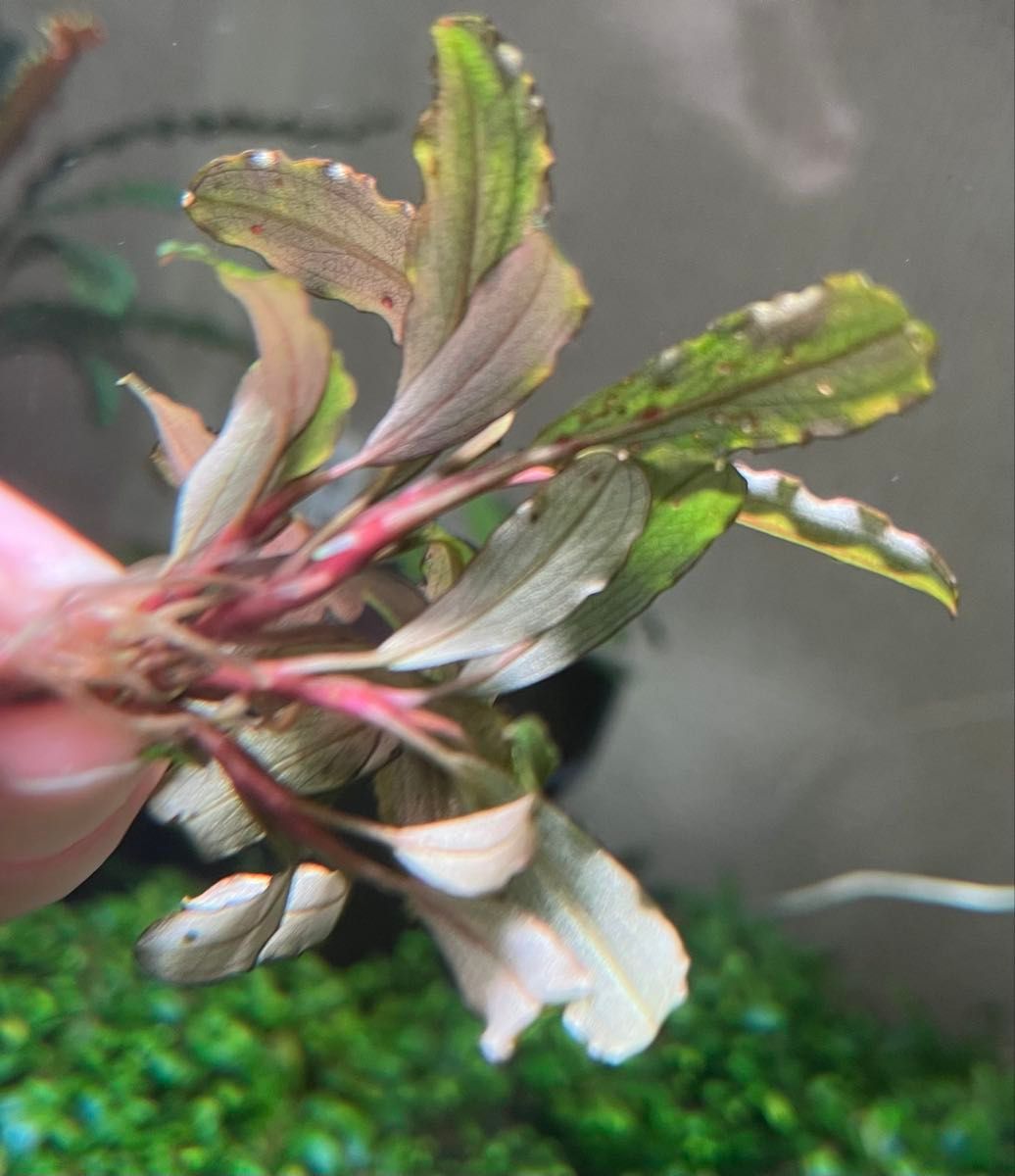 Bucephalandra sp “Pakak 3” 【MF0417-5A】4株 ブセファランドラ Bucephalandra sp “Pakak 3” 【MF0417-5A】4株 ブセファランドラ