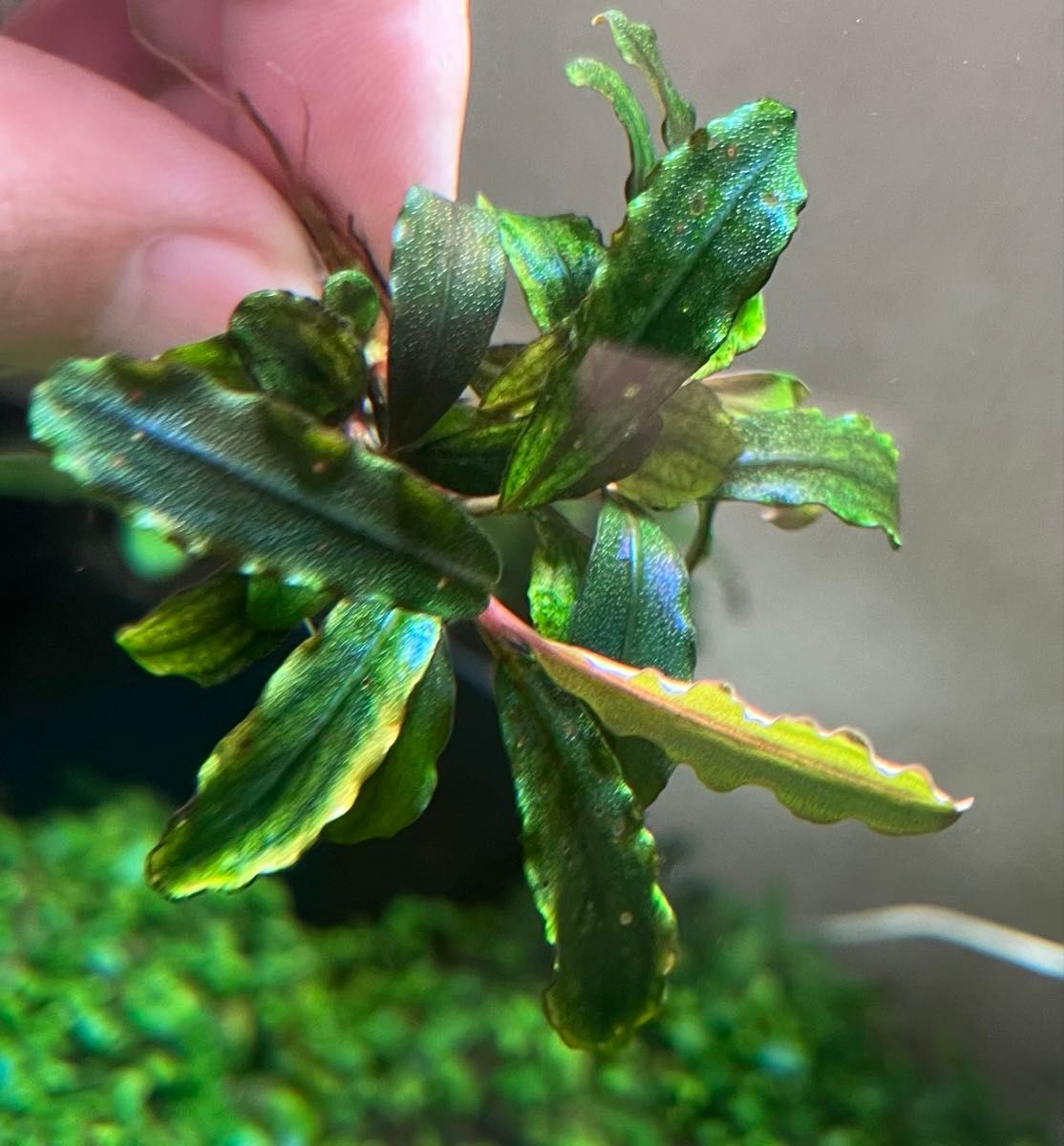 Bucephalandra sp “Pakak 3” 【MF0417-5A】4株 ブセファランドラ Bucephalandra sp “Pakak 3” 【MF0417-5A】4株 ブセファランドラ