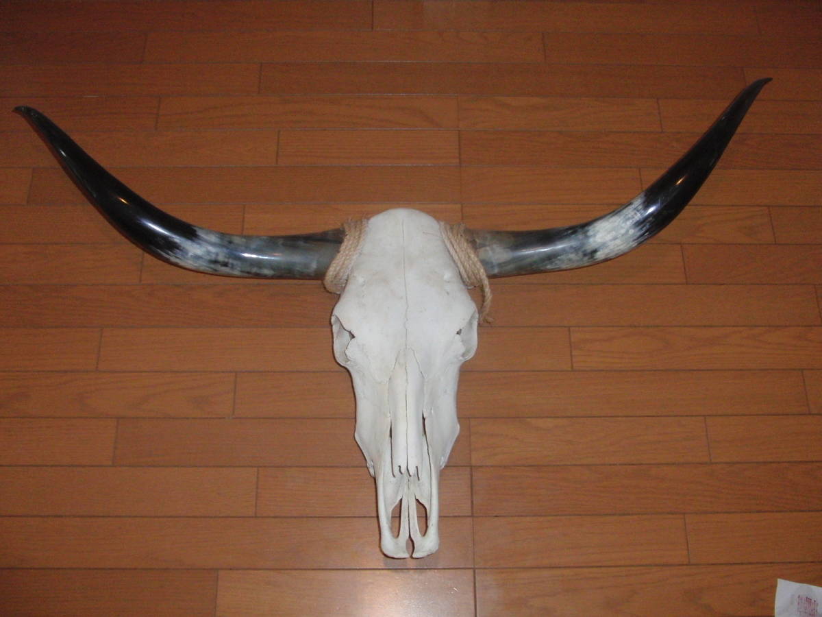  длинный звуковой сигнал подлинный товар голова . Buffalo Skull 