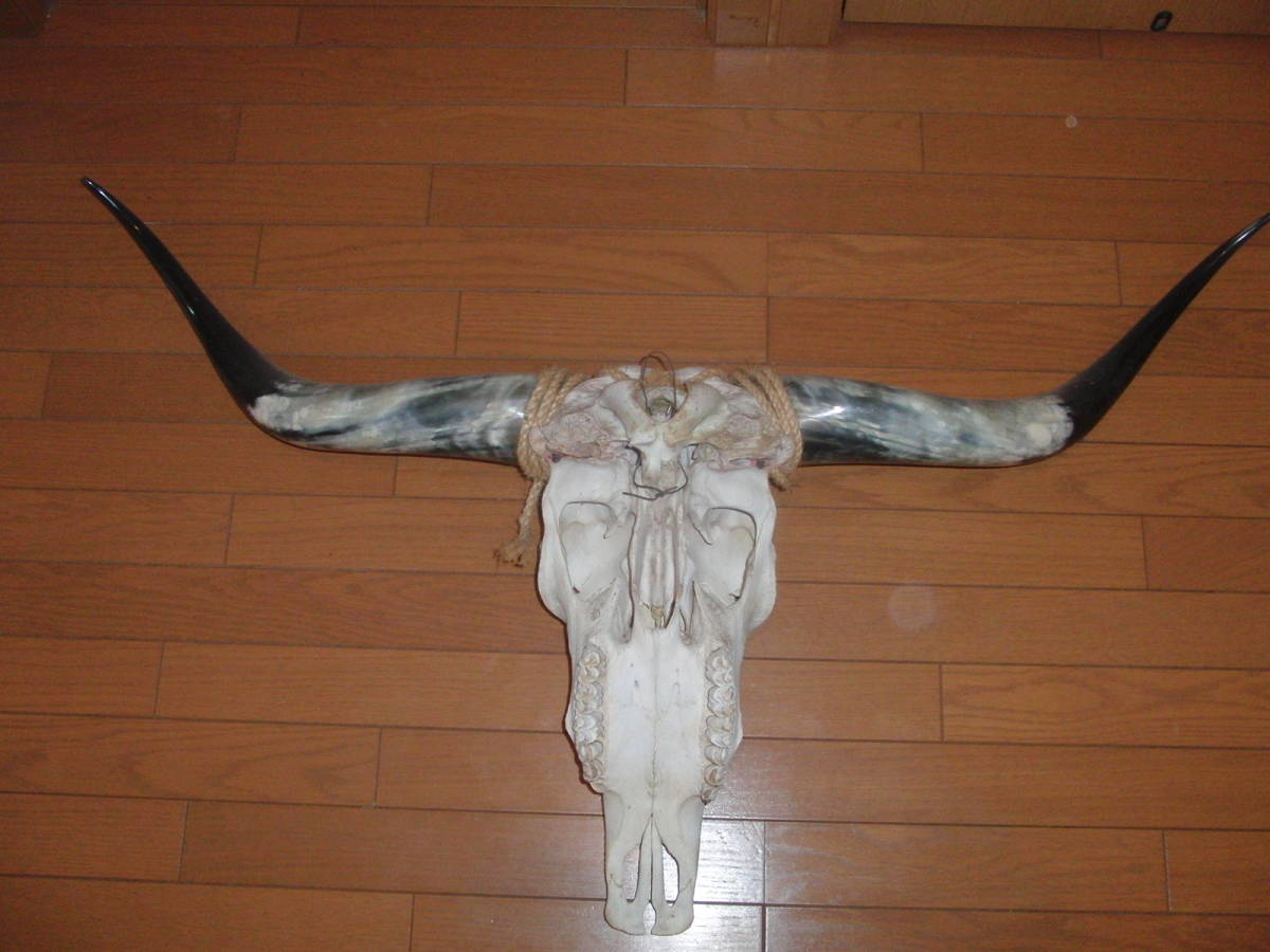  длинный звуковой сигнал подлинный товар голова . Buffalo Skull 