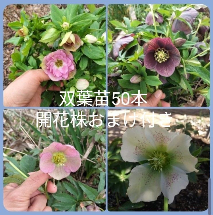 クリスマスローズ 発芽苗50本 おまけ 開花株 ピンク|Yahoo クリスマスローズ 発芽苗50本 おまけ 開花株 ピンク|Yahoo