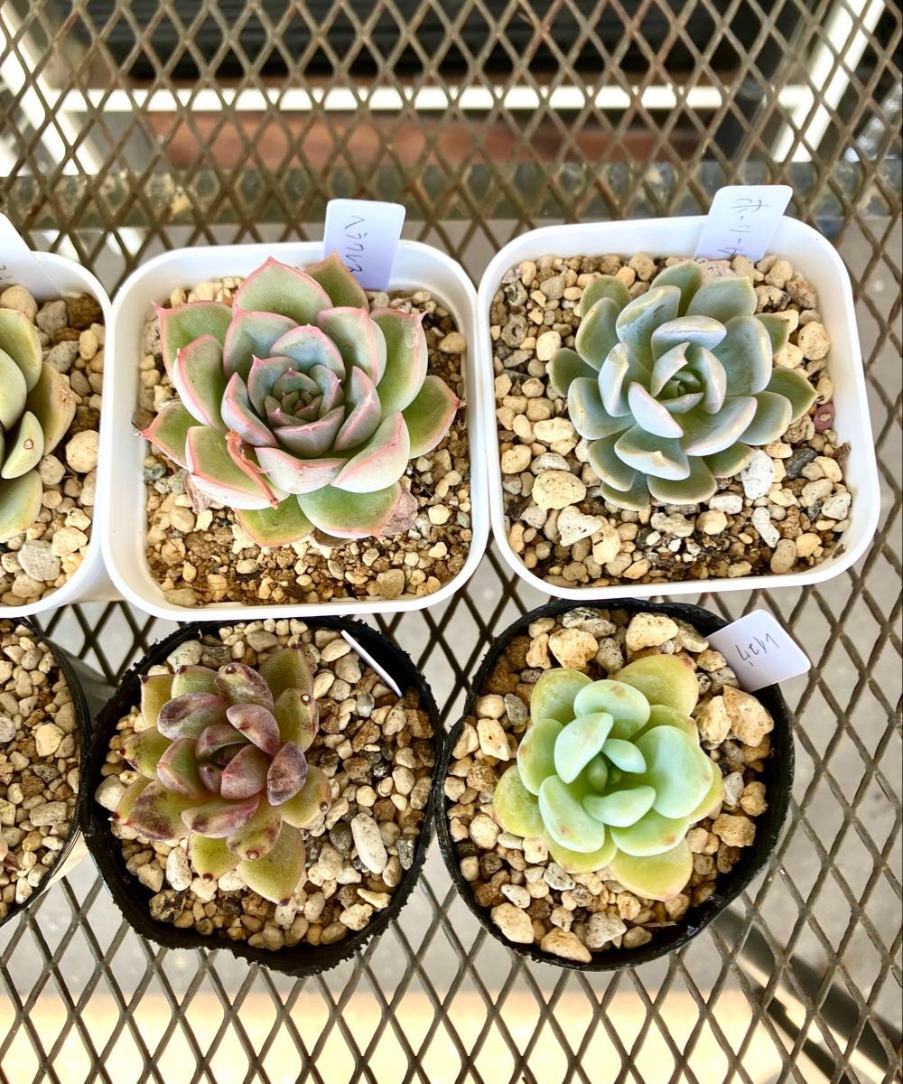 1 多肉植物 エケベリア カット苗 名前あり セット 詰め合わせ 1 多肉植物 エケベリア カット苗 名前あり セット 詰め合わせ