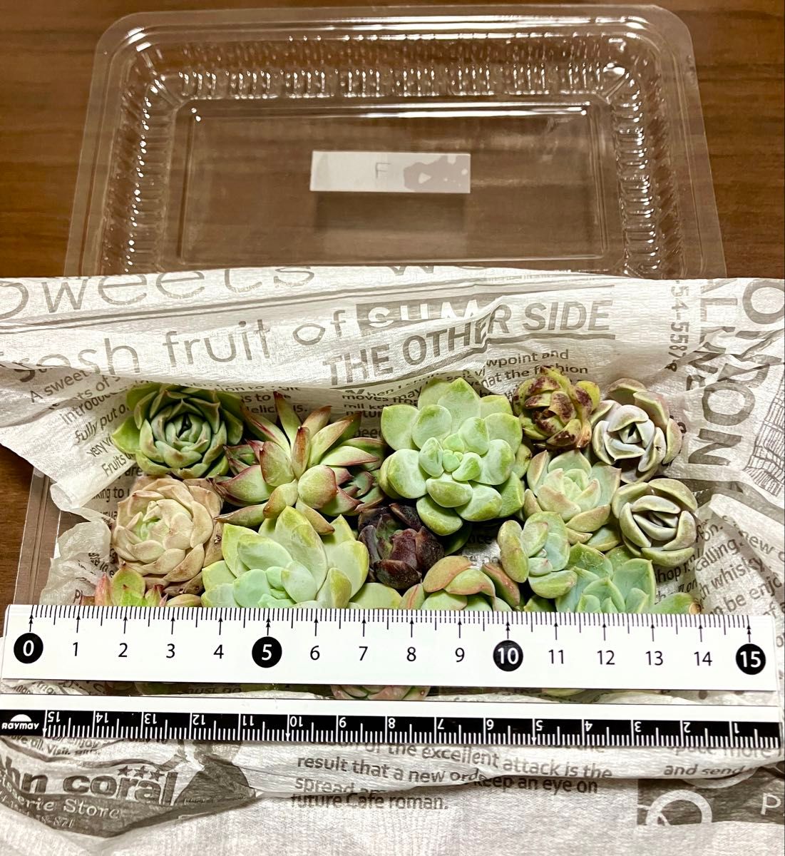 現品】エケベリアだけ 多肉植物 多肉弁当 エケベリア 寄せ植え 現品】エケベリアだけ 多肉植物 多肉弁当 エケベリア 寄せ植え