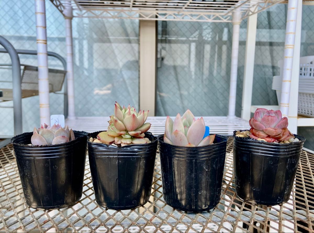 多肉植物 エケベリア カット苗 小苗 ミニ セット ⑦ サラヒメ 多肉植物 エケベリア カット苗 小苗 ミニ セット ⑦ サラヒメ