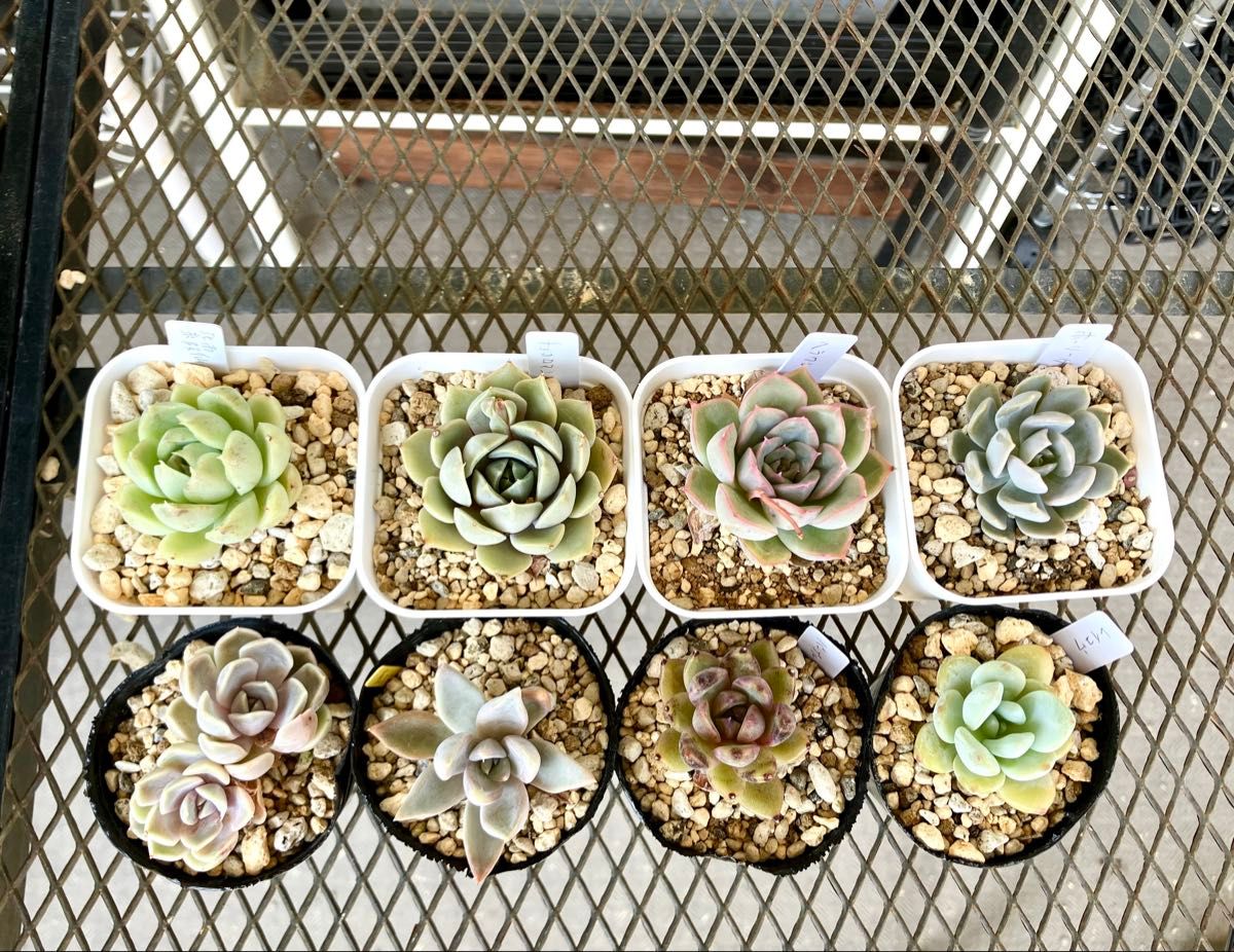 1 多肉植物 エケベリア カット苗 名前あり セット 詰め合わせ 1 多肉植物 エケベリア カット苗 名前あり セット 詰め合わせ