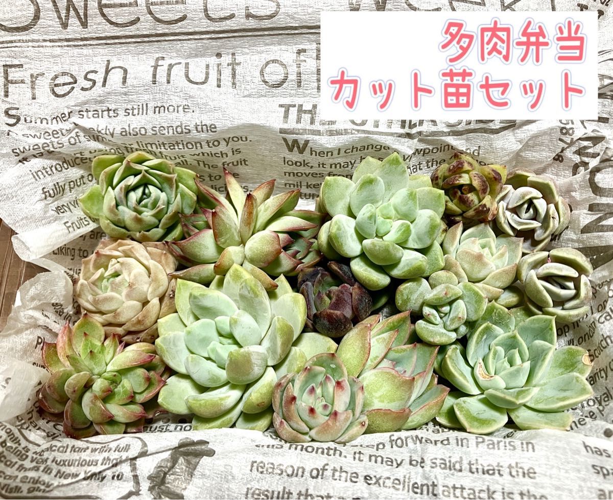 現品】エケベリアだけ 多肉植物 多肉弁当 エケベリア 寄せ植え 現品】エケベリアだけ 多肉植物 多肉弁当 エケベリア 寄せ植え
