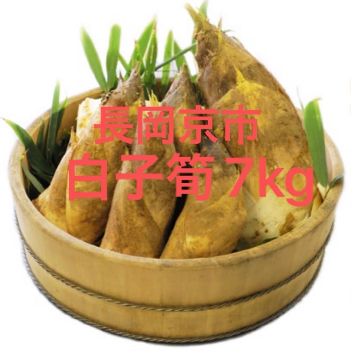 京都 長岡京 白子たけのこ 朝堀り タケノコ 筍 7kg|Yahoo 京都 長岡京 白子たけのこ 朝堀り タケノコ 筍 7kg|Yahoo