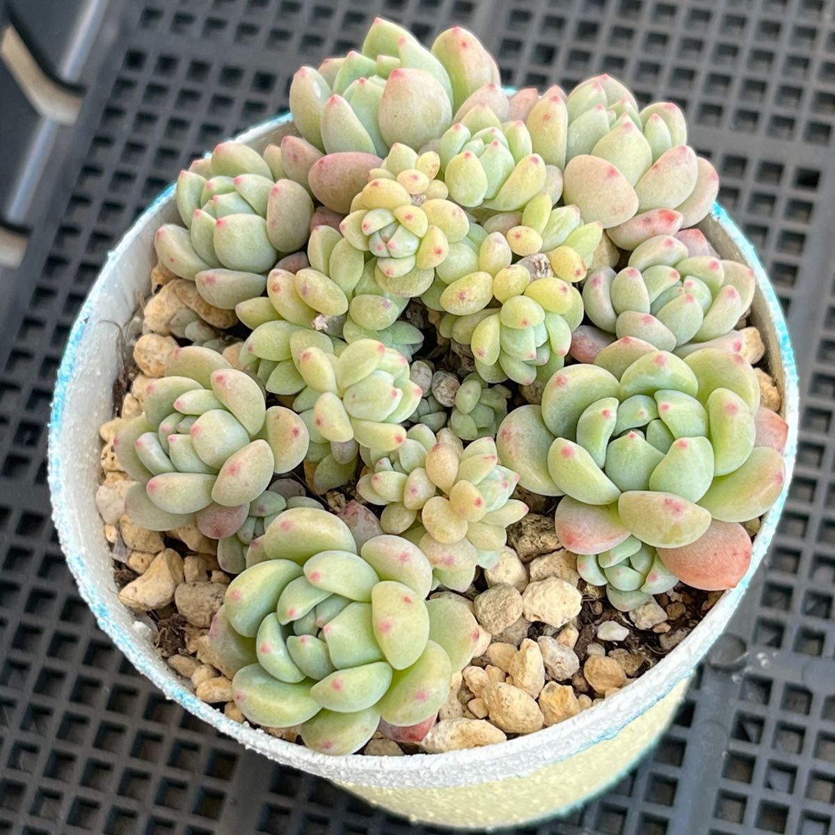 多肉植物 スモールピーチ 抜き苗|Yahoo!フリマ(旧PayPayフリマ) 多肉植物 スモールピーチ 抜き苗|Yahoo!フリマ(旧PayPayフリマ)