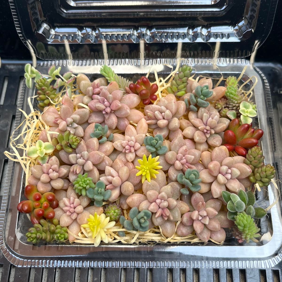 多肉植物 ちまちま寄せ植え 多肉弁当 セダム カット苗 姫秋麗 多肉植物 ちまちま寄せ植え 多肉弁当 セダム カット苗 姫秋麗