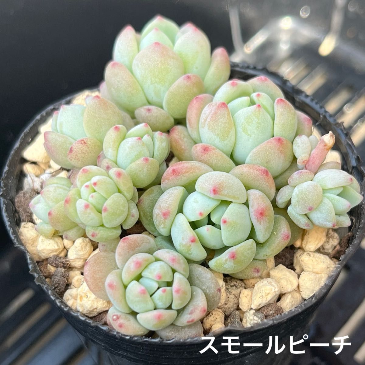多肉植物 スモールピーチ 抜き苗|Yahoo!フリマ(旧PayPayフリマ) 多肉植物 スモールピーチ 抜き苗|Yahoo!フリマ(旧PayPayフリマ)