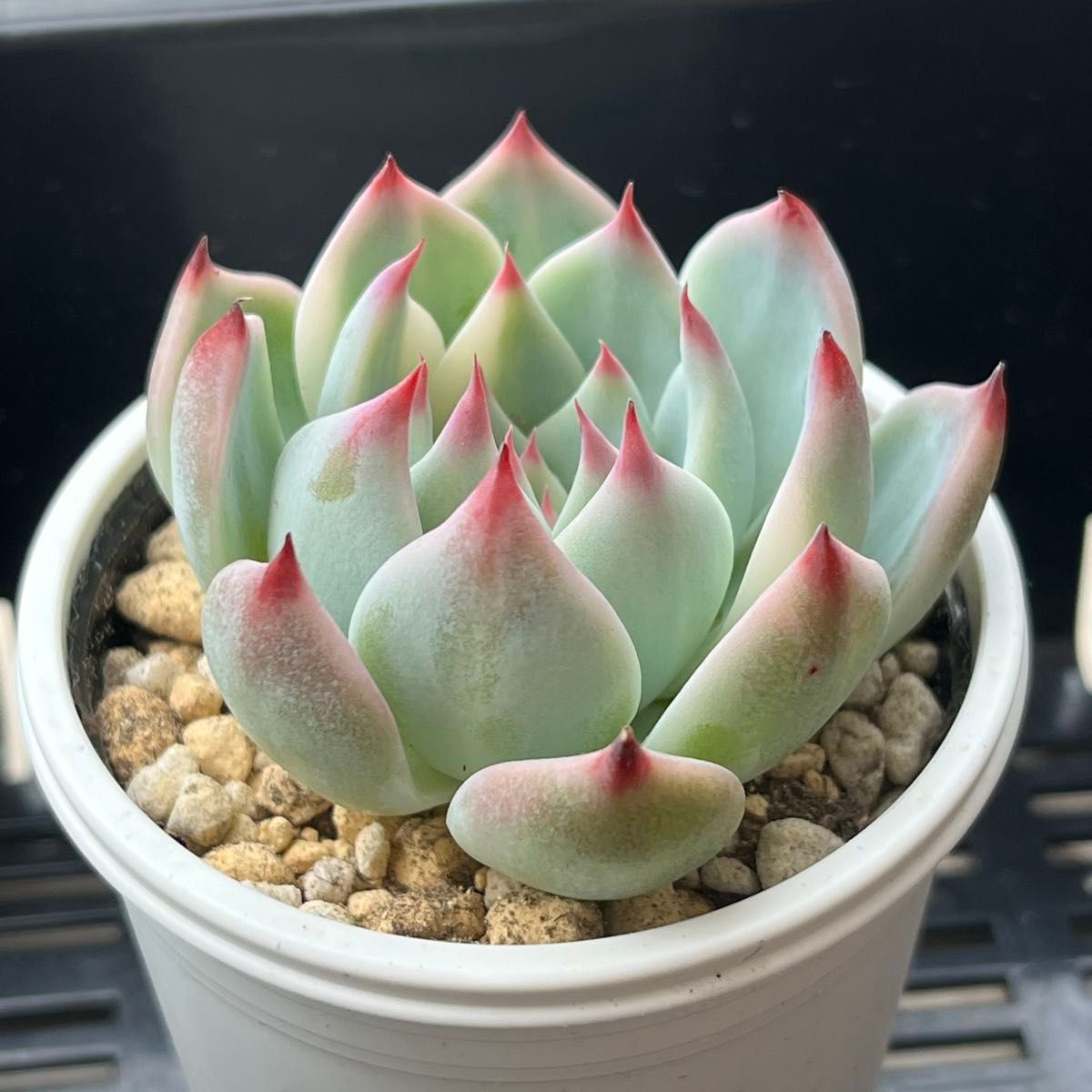 多肉植物 エケベリア チワワエンシス錦 カット苗|Yahoo!フリマ 多肉植物 エケベリア チワワエンシス錦 カット苗|Yahoo!フリマ
