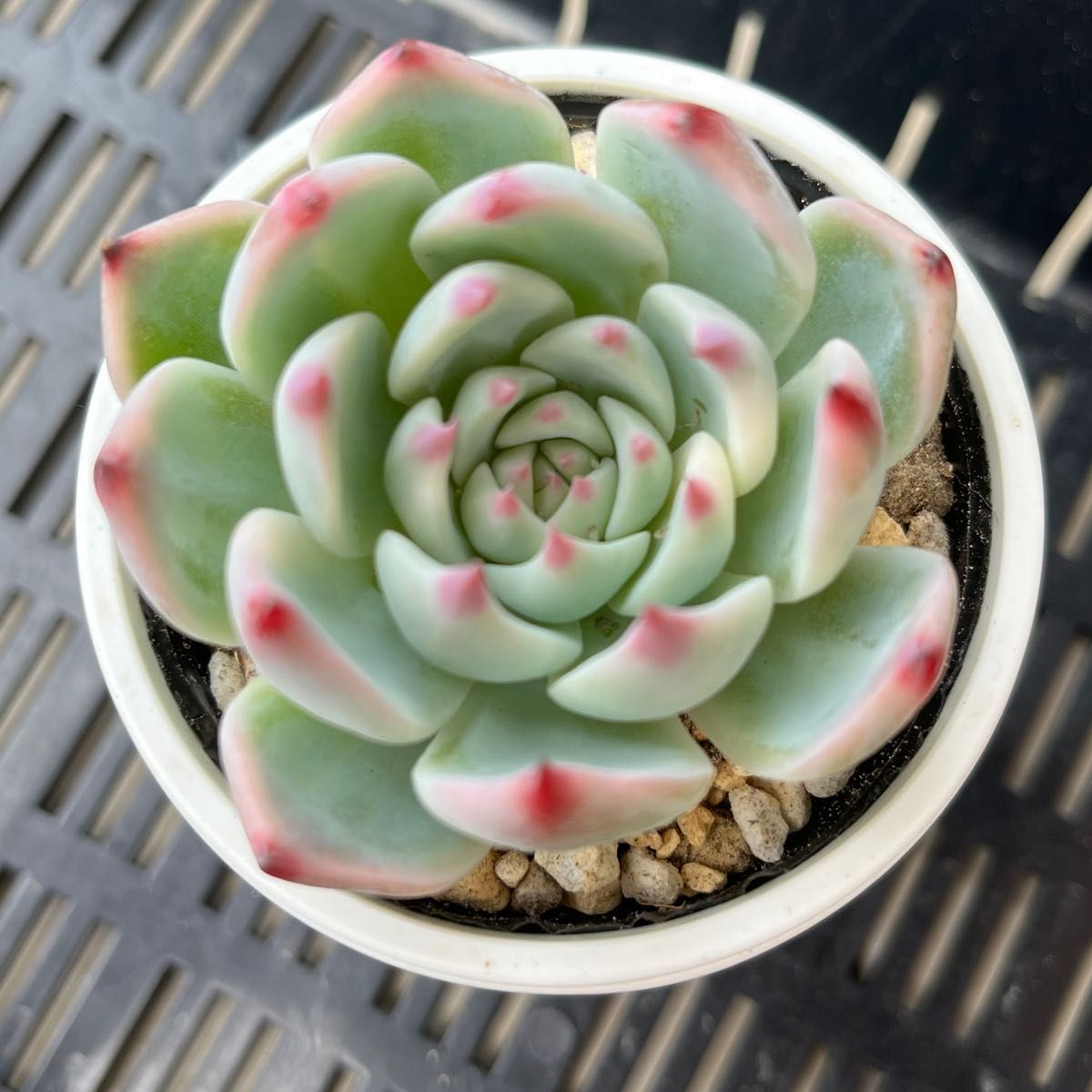 多肉植物 エケベリア チワワエンシス錦 カット苗|Yahoo!フリマ 多肉植物 エケベリア チワワエンシス錦 カット苗|Yahoo!フリマ
