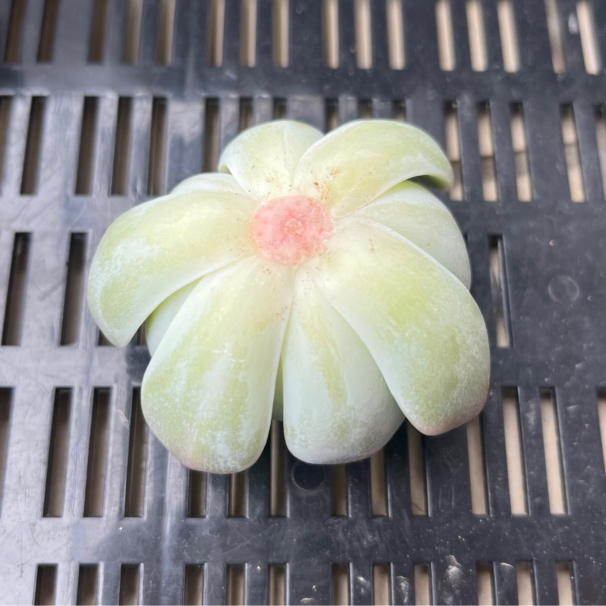 多肉植物 エケベリア チワワエンシス錦 カット苗|Yahoo!フリマ 多肉植物 エケベリア チワワエンシス錦 カット苗|Yahoo!フリマ