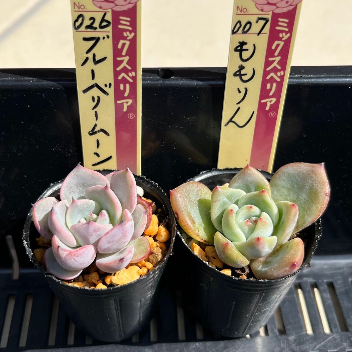 多肉植物 ミックスベリア ブルーベリームーン ももりん 抜き苗 多肉植物 ミックスベリア ブルーベリームーン ももりん 抜き苗