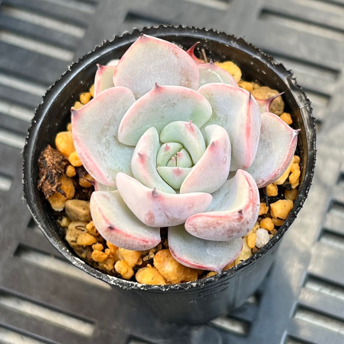 多肉植物 ミックスベリア ブルーベリームーン ももりん 抜き苗 多肉植物 ミックスベリア ブルーベリームーン ももりん 抜き苗