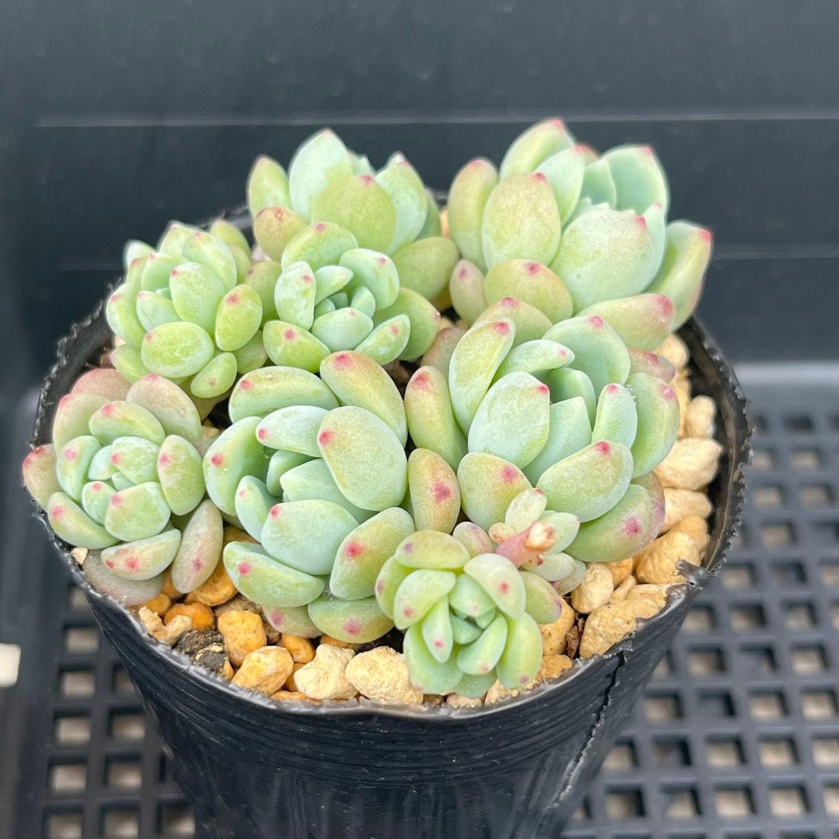 多肉植物 スモールピーチ 抜き苗|Yahoo!フリマ(旧PayPayフリマ) 多肉植物 スモールピーチ 抜き苗|Yahoo!フリマ(旧PayPayフリマ)