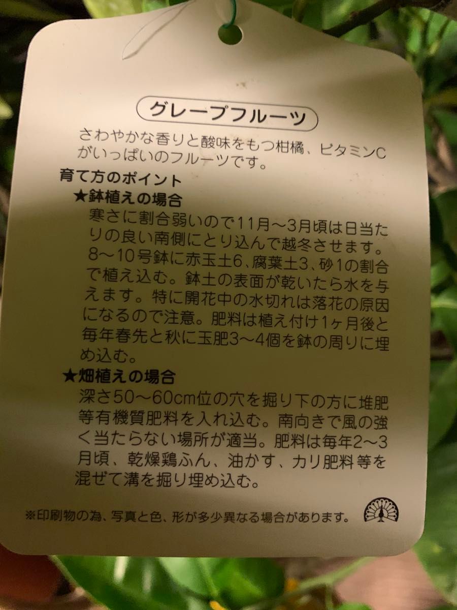 柑橘苗 グレープフルーツ苗 果樹 実が付き 鉢ごと発送|Yahoo 柑橘苗 グレープフルーツ苗 果樹 実が付き 鉢ごと発送|Yahoo