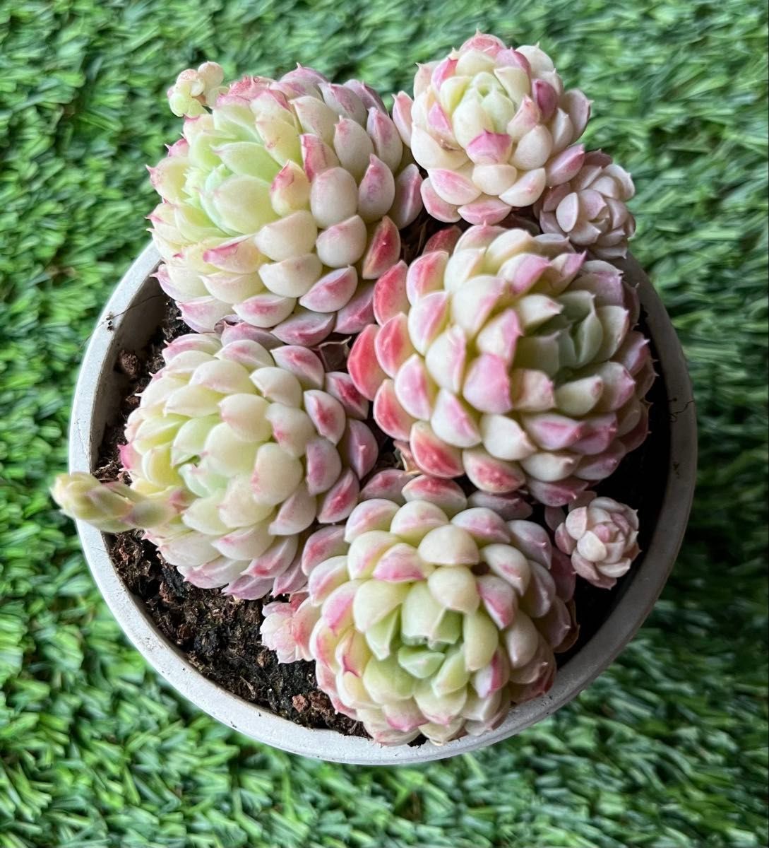 多肉植物 ラノリンボール 抜き苗 エケベリア|Yahoo!フリマ(旧 多肉植物 ラノリンボール 抜き苗 エケベリア|Yahoo!フリマ(旧
