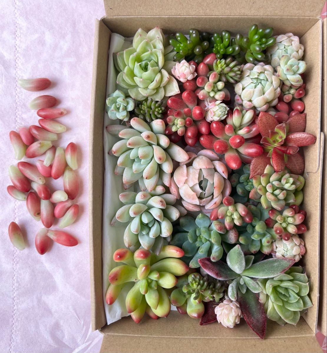 多肉植物 カット苗セット⑨ 詰め合わせ 寄せ植え|Yahoo!フリマ 多肉植物 カット苗セット⑨ 詰め合わせ 寄せ植え|Yahoo!フリマ