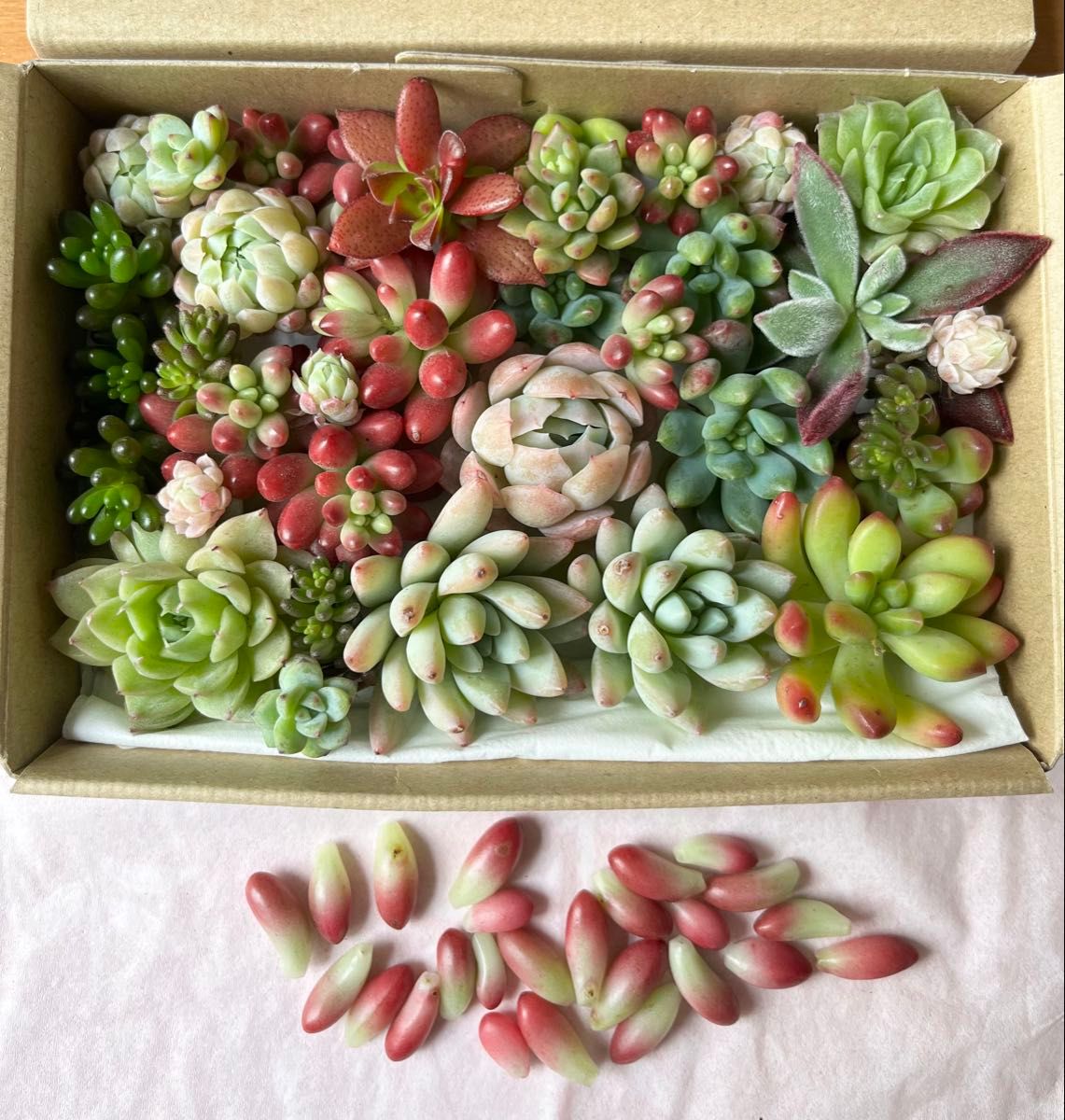 多肉植物 カット苗セット⑨ 詰め合わせ 寄せ植え｜Yahoo!フリマ