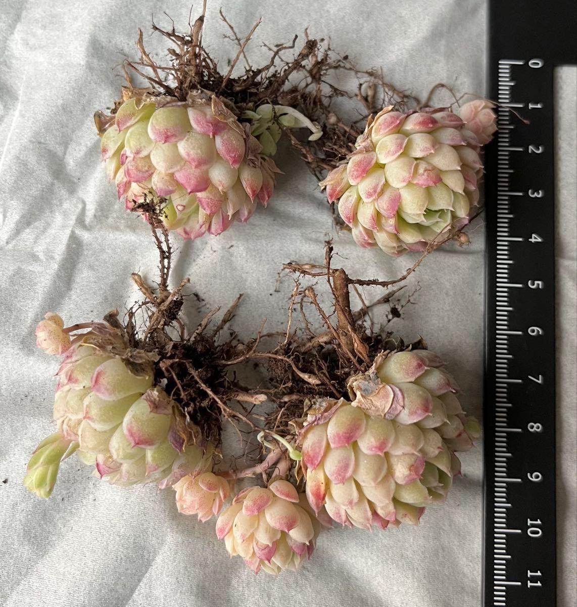 多肉植物 ラノリンボール 抜き苗 エケベリア|Yahoo!フリマ(旧 多肉植物 ラノリンボール 抜き苗 エケベリア|Yahoo!フリマ(旧