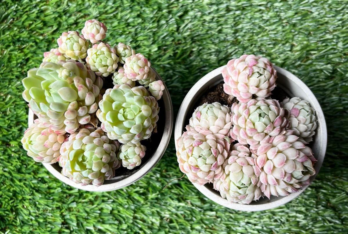 多肉植物 ラノリンボール① 抜き苗 2鉢分|Yahoo!フリマ(旧 多肉植物 ラノリンボール① 抜き苗 2鉢分|Yahoo!フリマ(旧