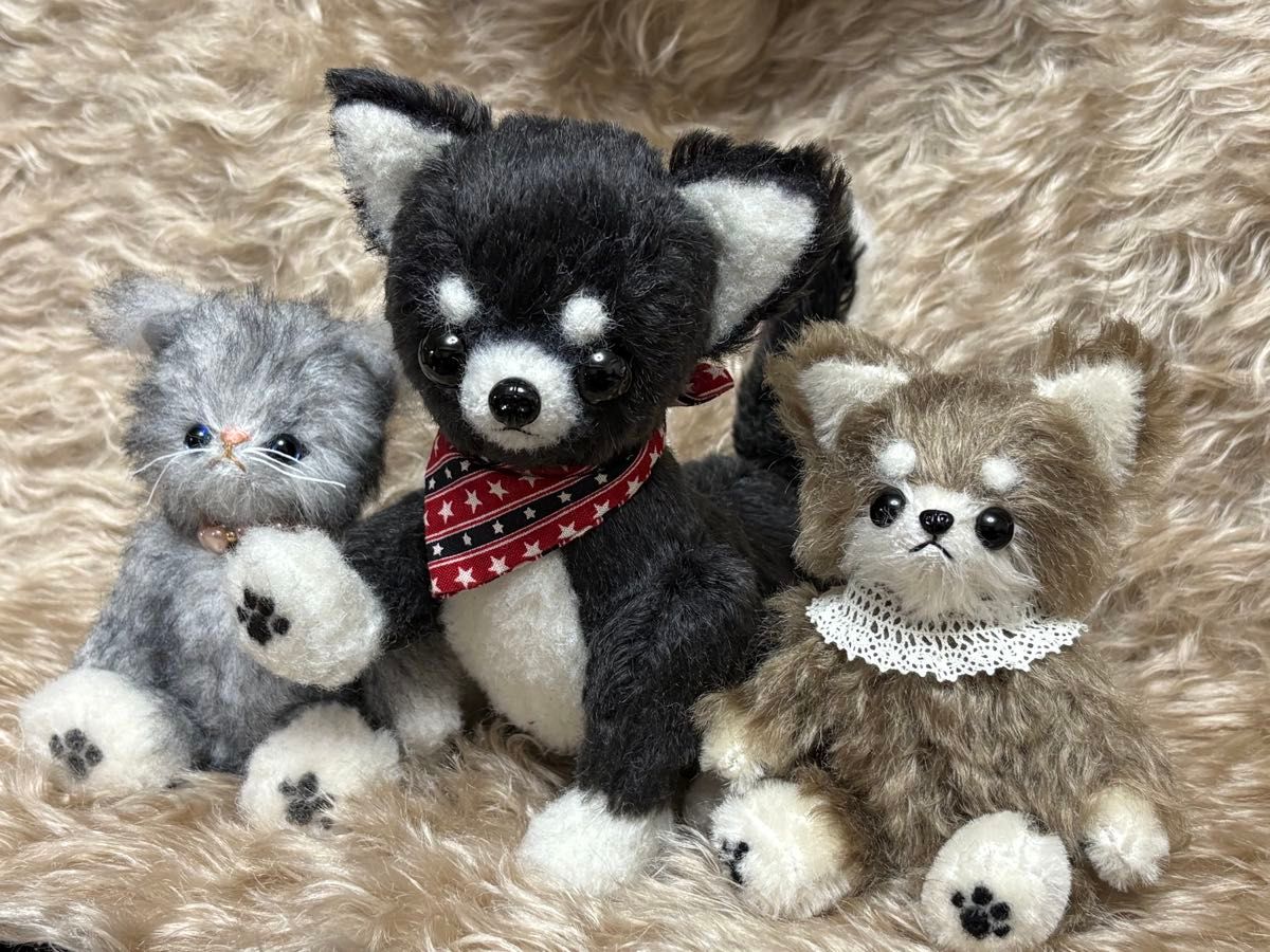 テディ猫 グレーのスコティッシュ ふわふわチップドモヘア 猫 テディ猫 グレーのスコティッシュ ふわふわチップドモヘア 猫