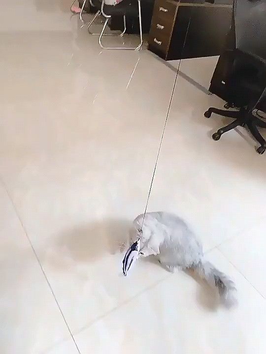 猫じゃらし ねこ喜 長〜く伸びる! 楽しい! 最長1.8m にゃんこヘロヘロ〜
