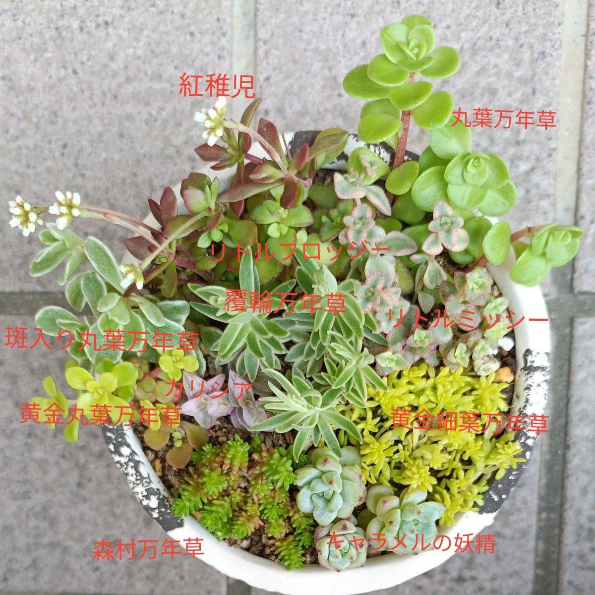 多肉植物・ミニ寄せ植え・根付きと根無し・カット苗と抜き苗・11 多肉植物・ミニ寄せ植え・根付きと根無し・カット苗と抜き苗・11
