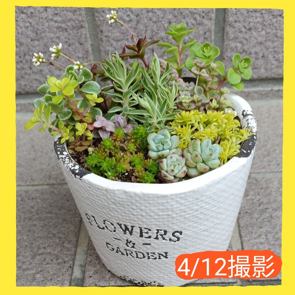 多肉植物・ミニ寄せ植え・根付きと根無し・カット苗と抜き苗・11 多肉植物・ミニ寄せ植え・根付きと根無し・カット苗と抜き苗・11
