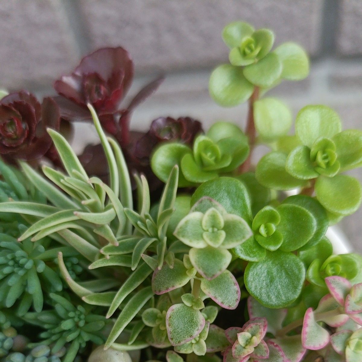 ②多肉植物・ミニ寄せ植え・根付きと根無し・抜き苗とカット苗 ②多肉植物・ミニ寄せ植え・根付きと根無し・抜き苗とカット苗