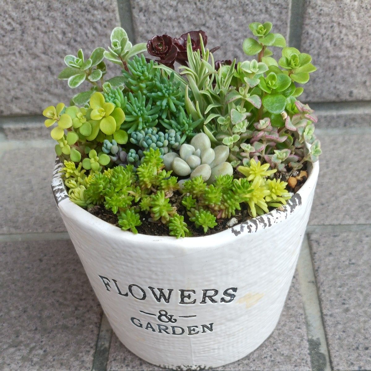②多肉植物・ミニ寄せ植え・根付きと根無し・抜き苗とカット苗 ②多肉植物・ミニ寄せ植え・根付きと根無し・抜き苗とカット苗