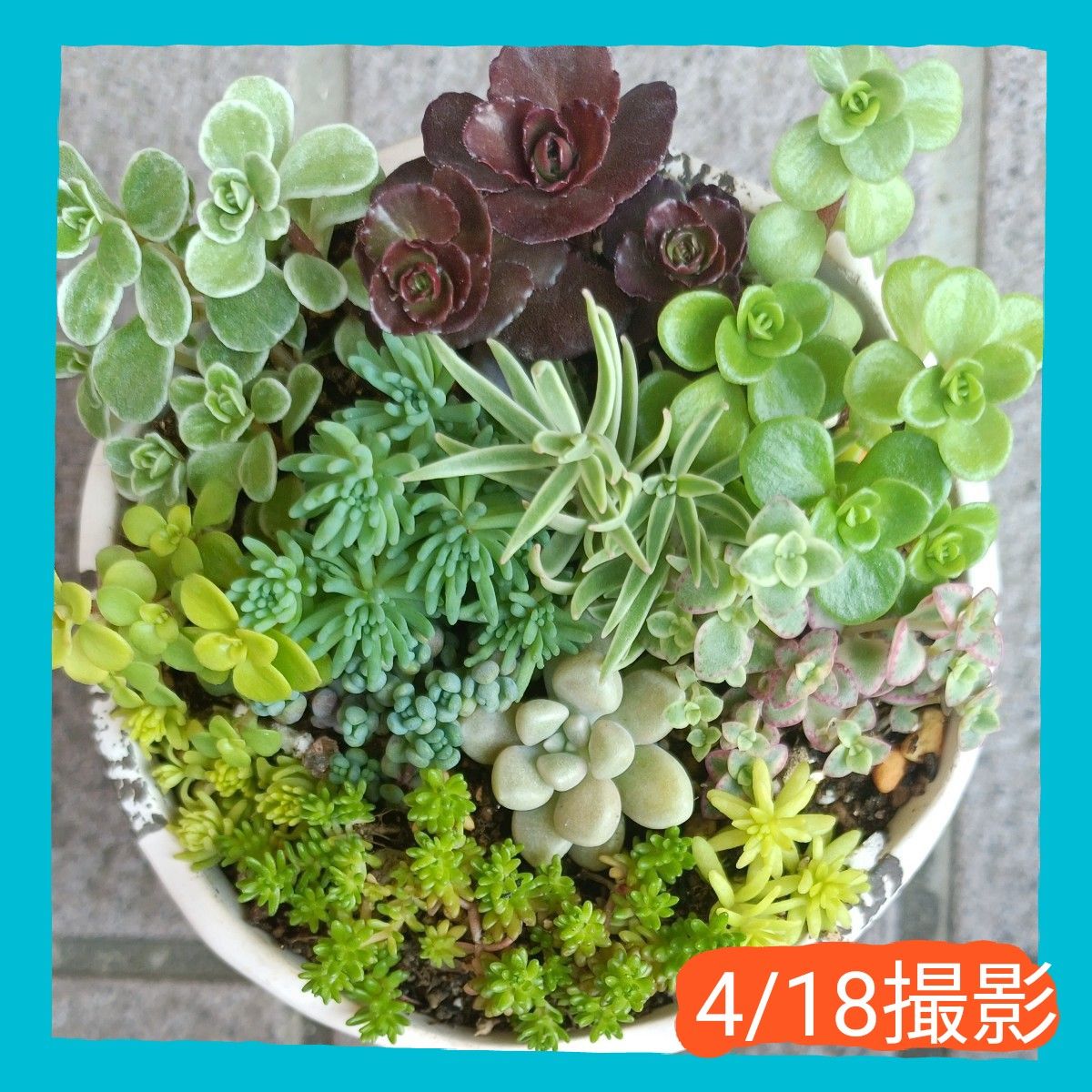 ②多肉植物・ミニ寄せ植え・根付きと根無し・抜き苗とカット苗 ②多肉植物・ミニ寄せ植え・根付きと根無し・抜き苗とカット苗