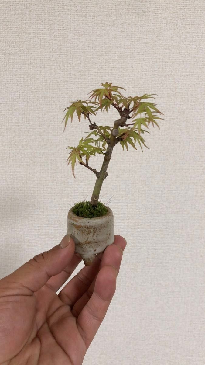 【とある盆栽】 長良川もみじ ミニ盆栽