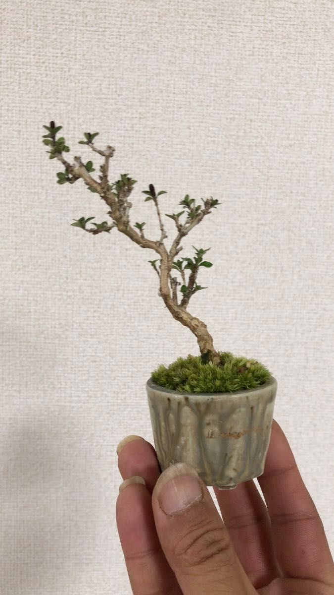 【とある盆栽】 香丁木 ミニ盆栽 小品盆栽
