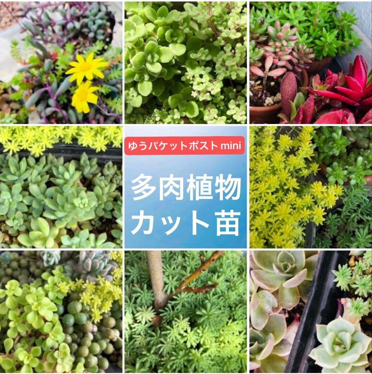 季節限定】多肉植物カット苗 詰め合わせ【ご購入後に摘みたてを 季節限定】多肉植物カット苗 詰め合わせ【ご購入後に摘みたてを