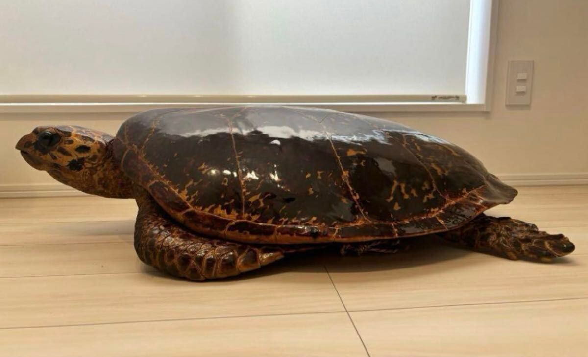 タイマイ 剥製 ウミガメ 大型 国際希少野生動植物登録票 取得済 タイマイ 剥製 ウミガメ 大型 国際希少野生動植物登録票 取得済