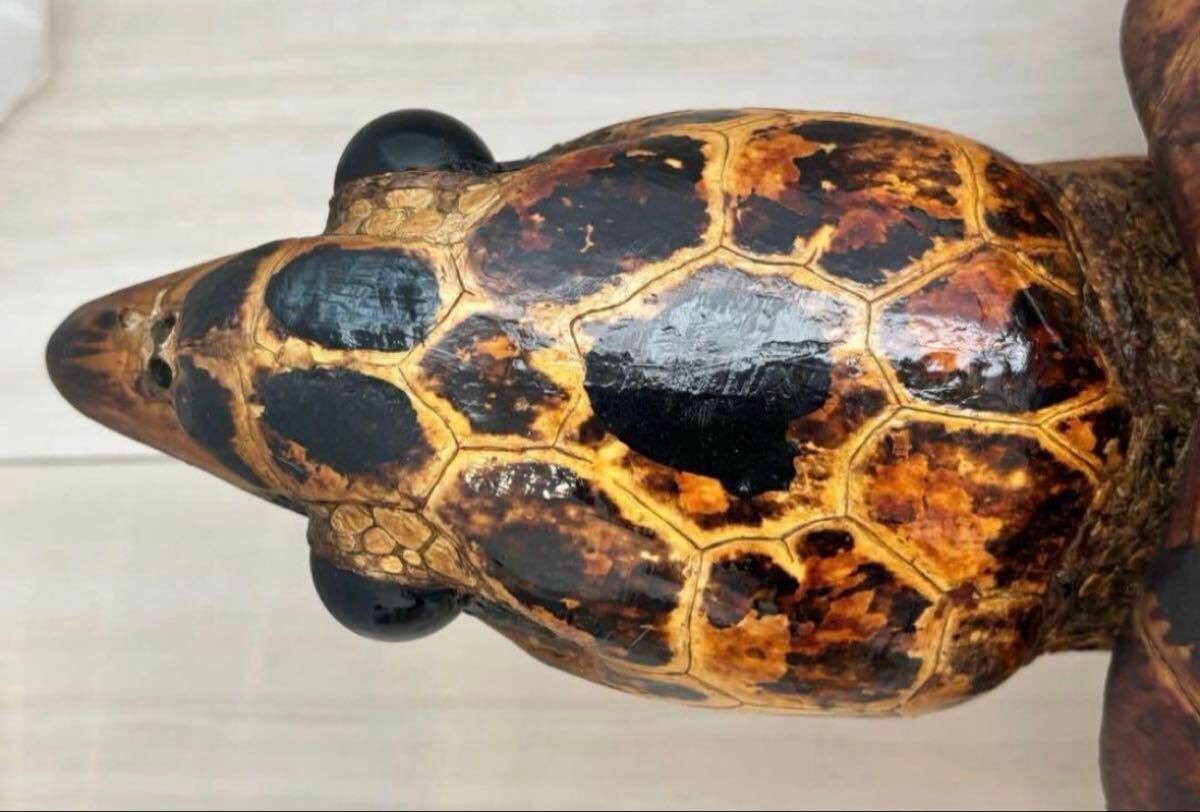 タイマイ 剥製 ウミガメ 大型 国際希少野生動植物登録票 取得済 タイマイ 剥製 ウミガメ 大型 国際希少野生動植物登録票 取得済