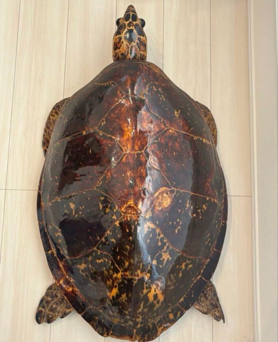 タイマイ 剥製 ウミガメ 大型 国際希少野生動植物登録票 取得済 タイマイ 剥製 ウミガメ 大型 国際希少野生動植物登録票 取得済