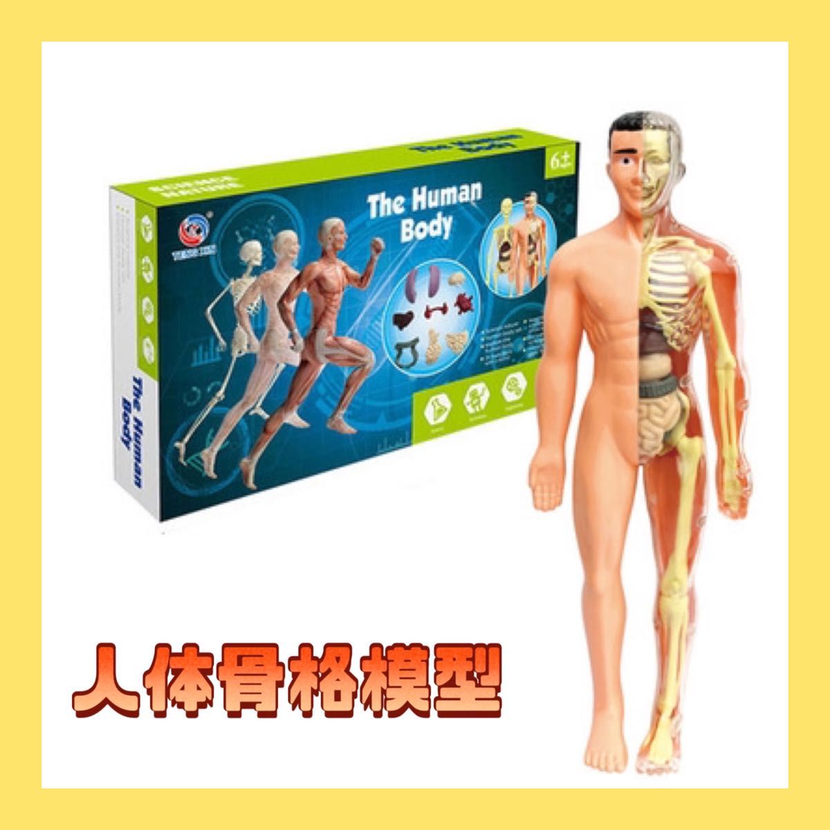 ミニ 人体模型 知育玩具 人体骨格模型医学 解剖モデル ミニ 人体模型 知育玩具 人体骨格模型医学 解剖モデル