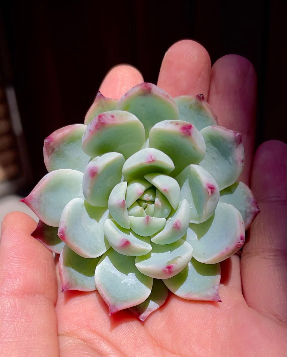 多肉植物 エケベリア 桃太郎 抜き苗|Yahoo!フリマ(旧PayPay 多肉植物 エケベリア 桃太郎 抜き苗|Yahoo!フリマ(旧PayPay