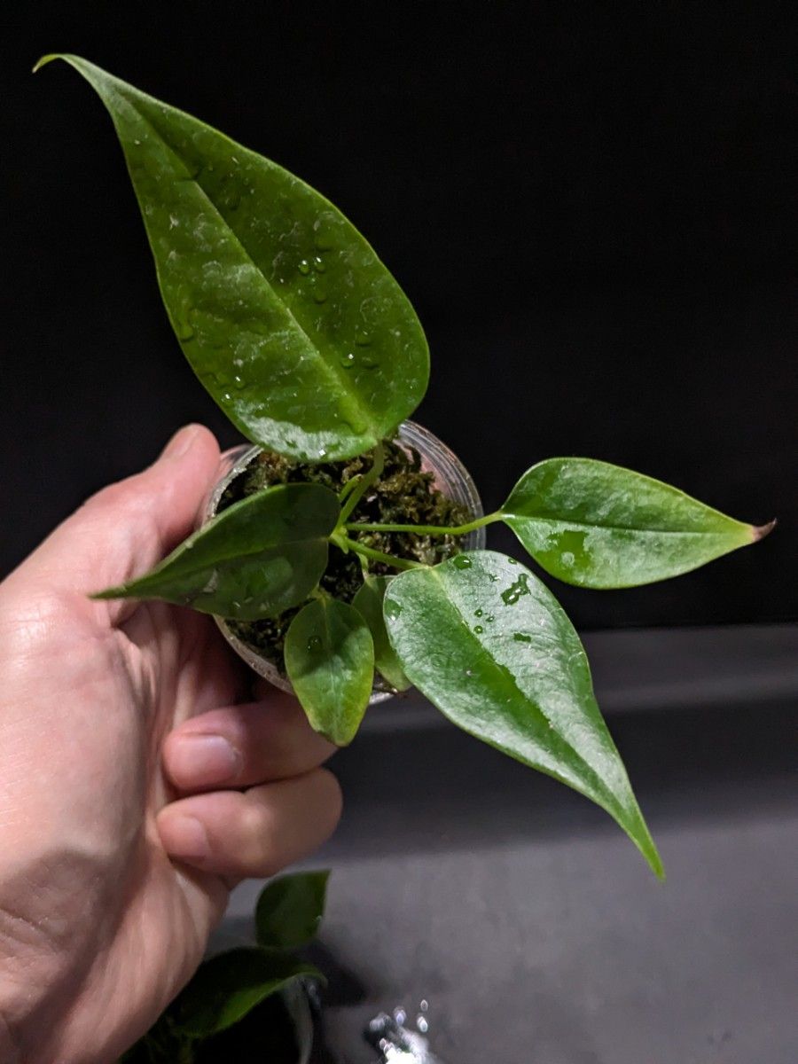 アンスリウム ベイチー ナロー Anthurium Veitchii narrow実生 アンスリウム ベイチー ナロー Anthurium Veitchii narrow実生