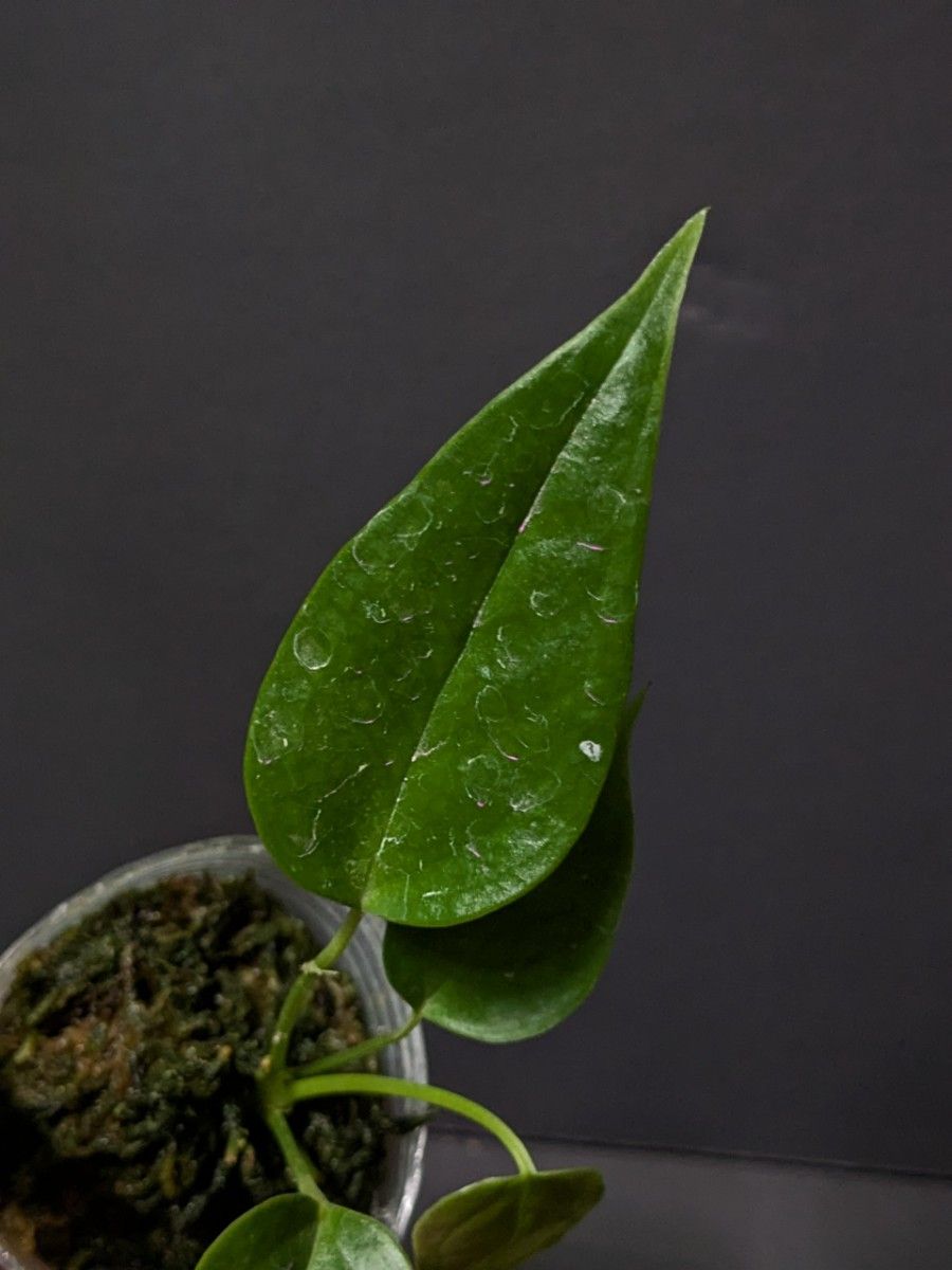 アンスリウム ベイチー ナロー Anthurium Veitchii narrow実生 アンスリウム ベイチー ナロー Anthurium Veitchii narrow実生