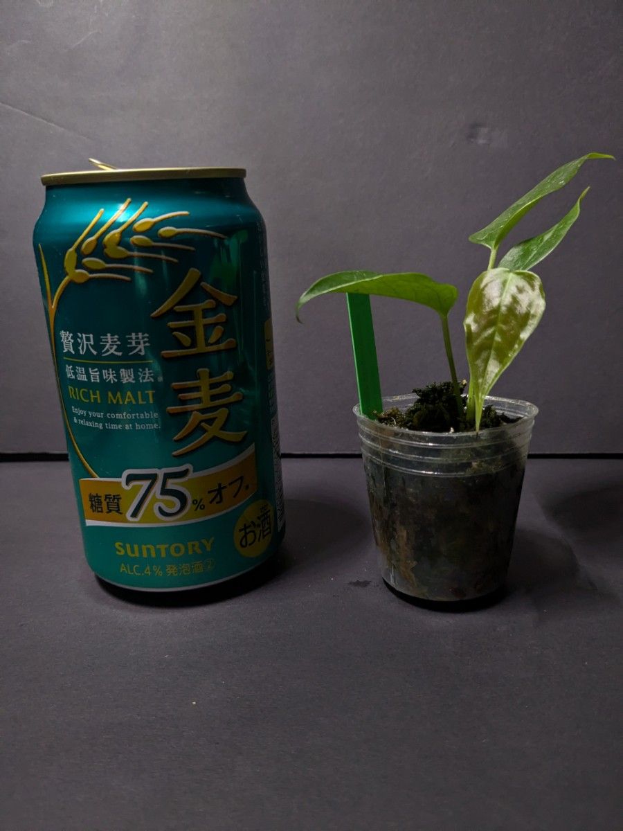 アンスリウム ベイチー ナロー Anthurium Veitchii narrow実生 アンスリウム ベイチー ナロー Anthurium Veitchii narrow実生