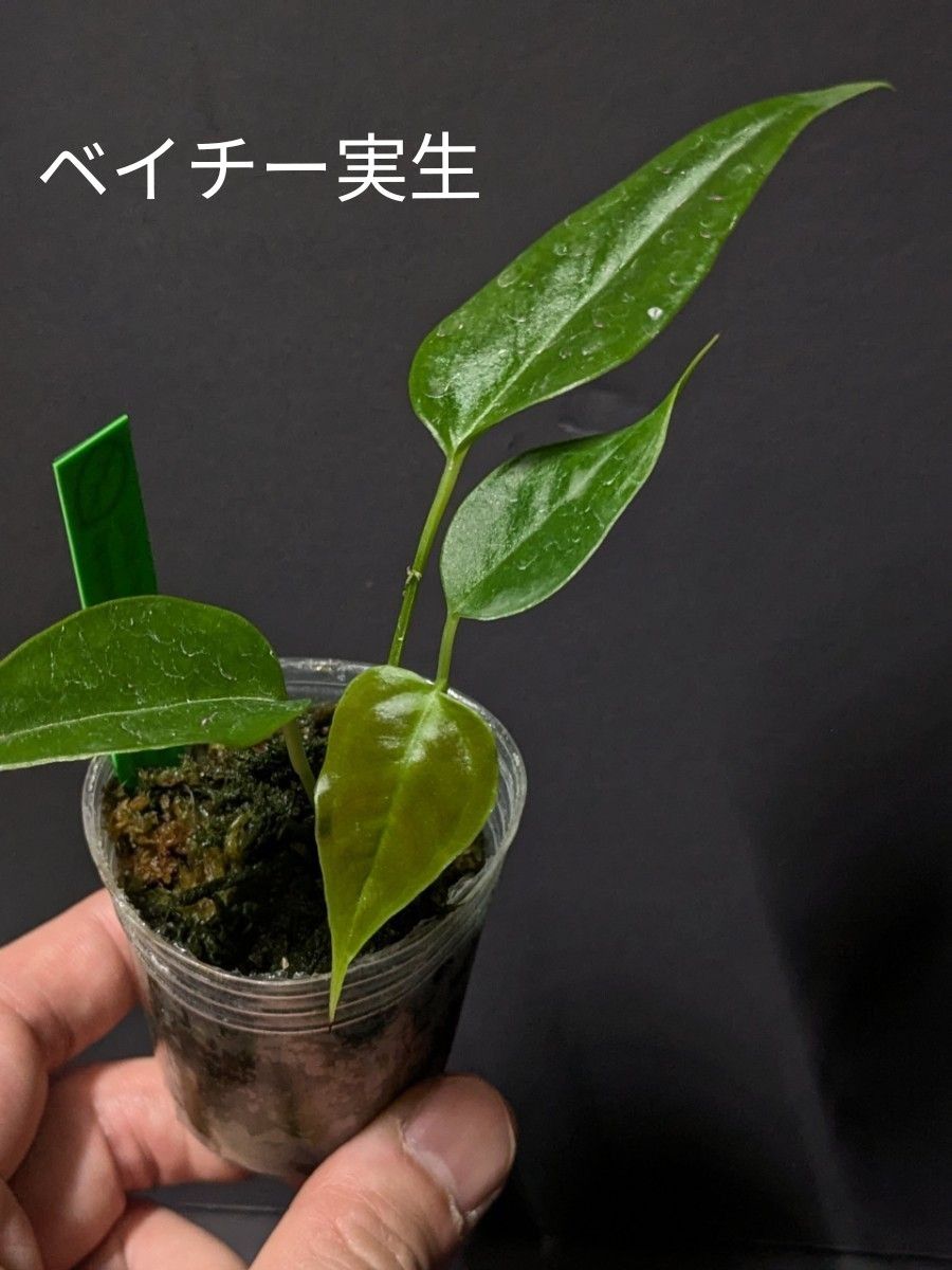 アンスリウム ベイチー ナロー Anthurium Veitchii narrow実生 アンスリウム ベイチー ナロー Anthurium Veitchii narrow実生